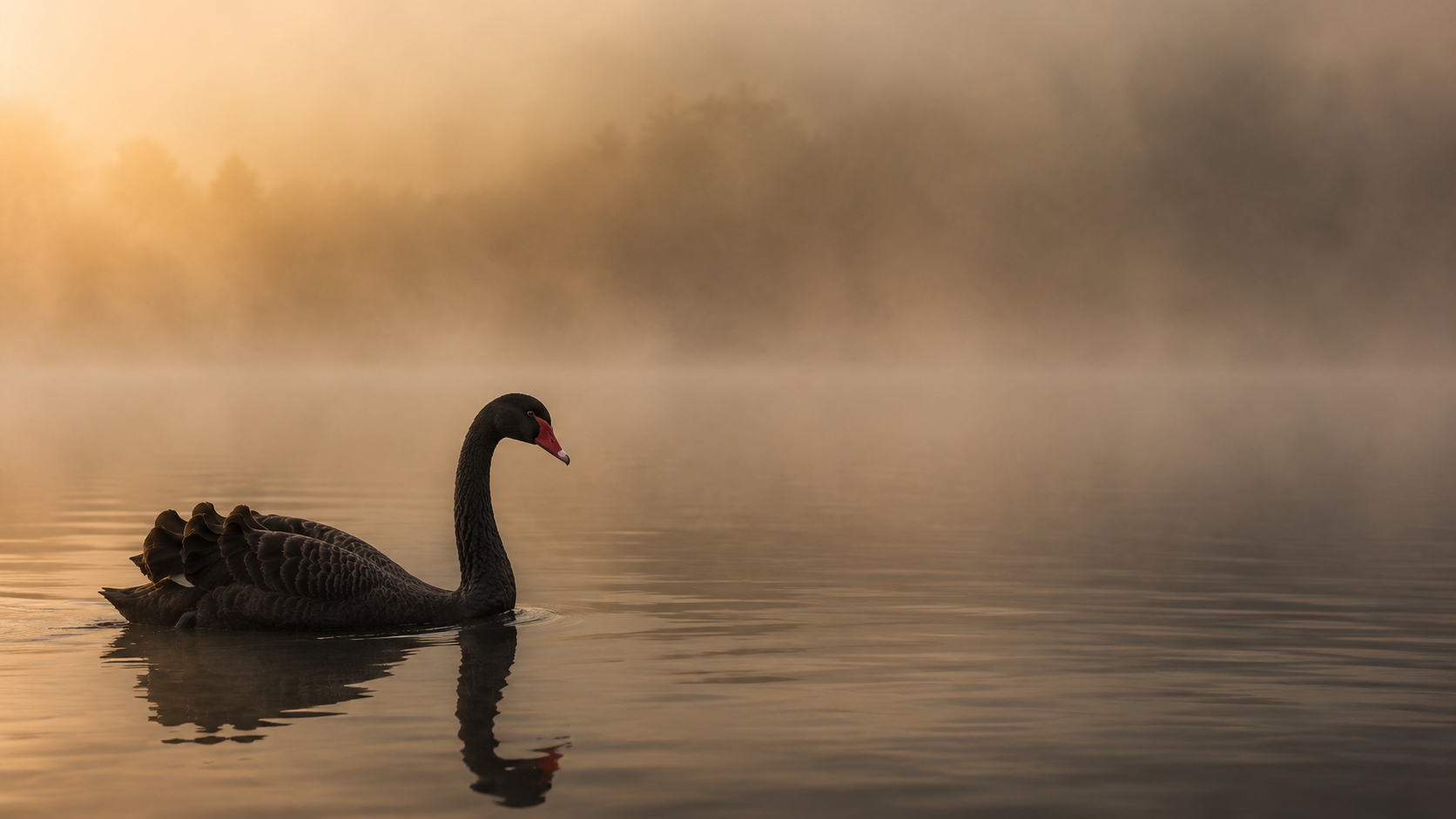A black swan alone on misty water at first light